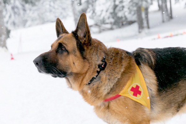 Rescue Dogs from All Over Bulgaria Are Now Equipped with Tracking Devices